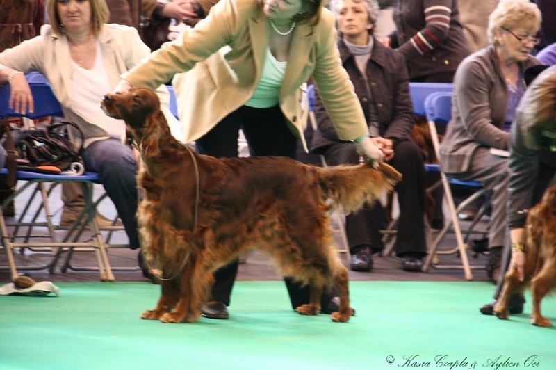 Crufts2011 002.jpg